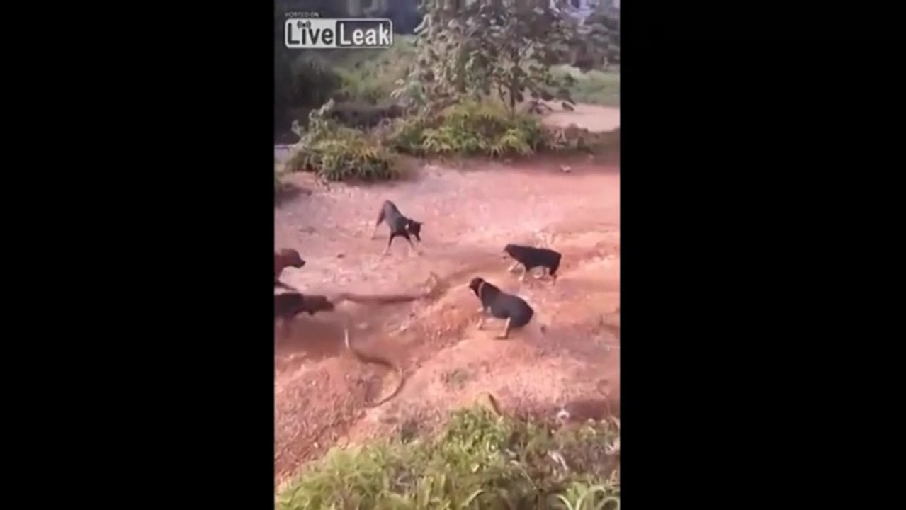 5 Av Köpeği Dev Kobra Yılanı'na karşı