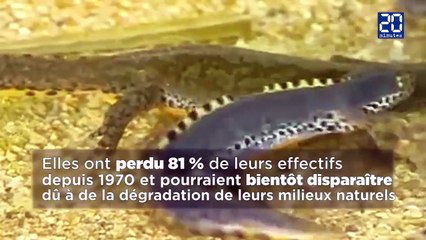 Cela est tres Grave-incroyable que personne ne comprennent ???