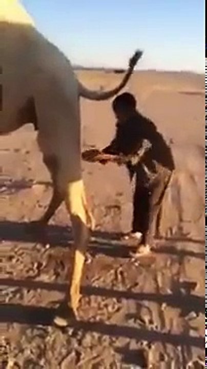 Lieber Kamelpisse trinken als unreines Schweinefleisch essen