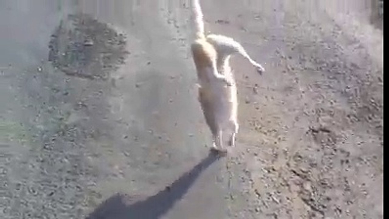 Cat has gone crazy!!!