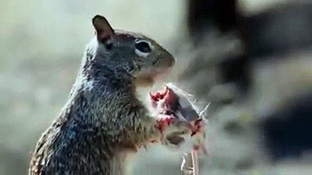 Белки едят не только орехи