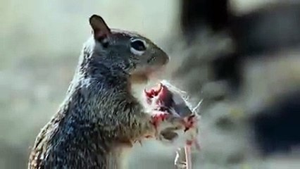 Белки едят не только орехи