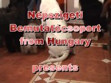 A doggy Christmas surprise - Karácsonyi kutyás meglepetés