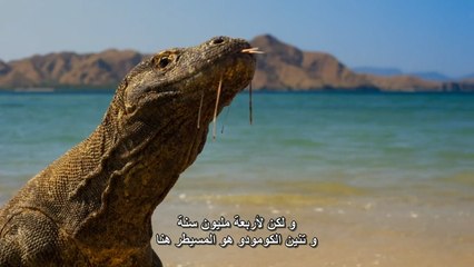 أضخم سحلية في العالم | تنين كومودو