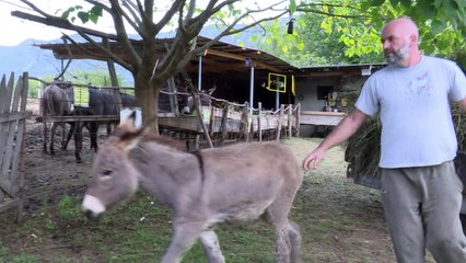 L'âne des Balkans cherche son salut dans le lait