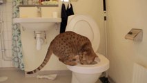 Cats Fails To poo in a Toilet