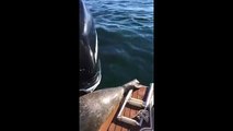 Chassé par plusieurs orques, un phoque s'abrite sur un bateau