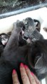 Новорожденные котята с мамой-кошкой
