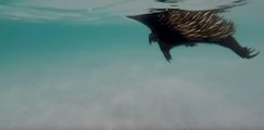 If You've Ever Wondered if Echidnas Can Swim, Here's Your Answer