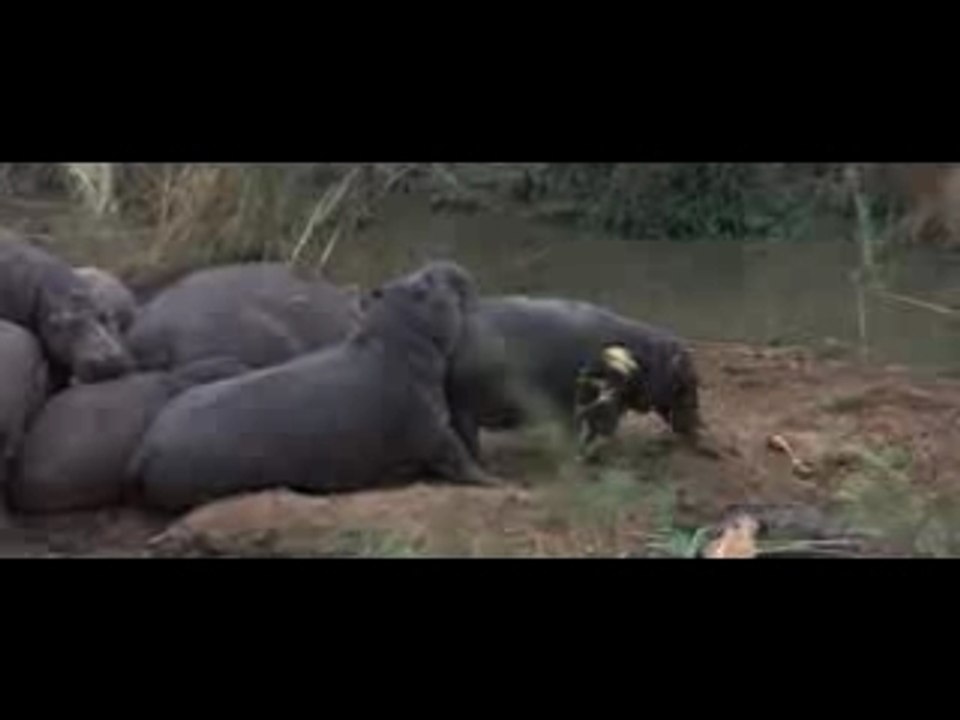 Animaux Bourrés (très marrant)