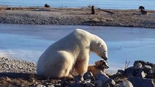 Polar bear petting dog