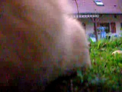 Dans l'enclos de Guizmo, le cochon d'inde tout foufou