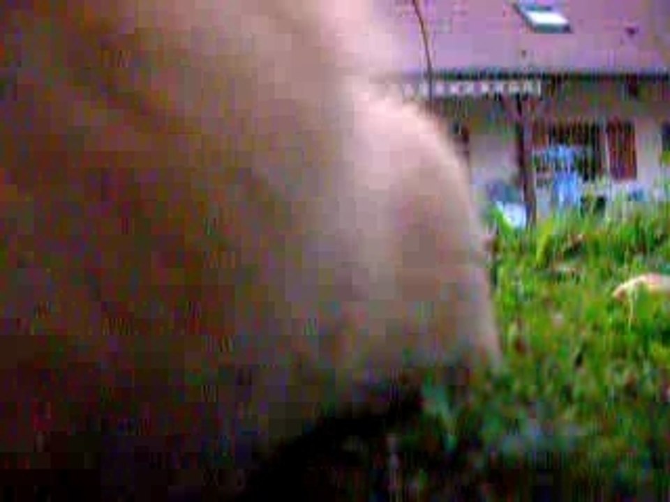 Dans l'enclos de Guizmo, le cochon d'inde tout foufou