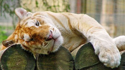 10 Rare Animals That May Be Extinct Soon