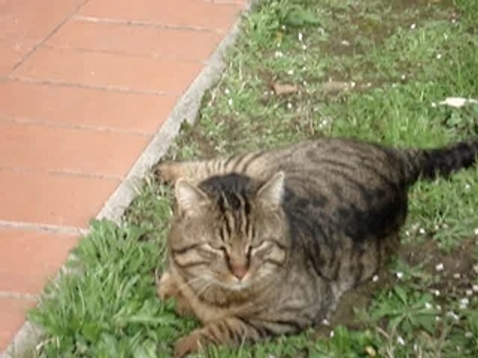 gatto