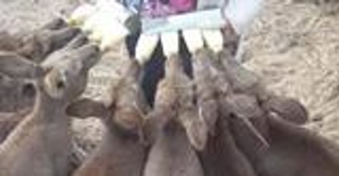 Eight Orphaned Kangaroo Joeys Enjoying Milk Bottles From Surrogate Mother