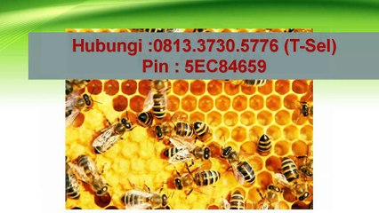 081.33.730.5776 (T-Sel) -Vitabumin Surabaya