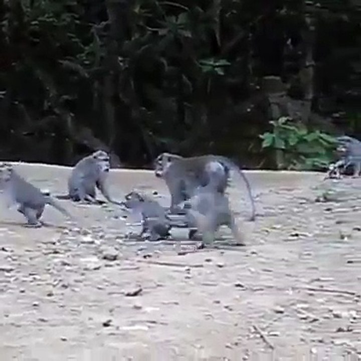 Ces singes tentent-ils de violer ce chiot ?