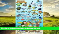 liberty book  Bermuda Reef Creatures Guide Franko Maps Laminated Fish Card 4