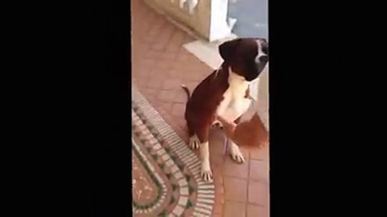 Ettore Il Cane Che Ti Risponde