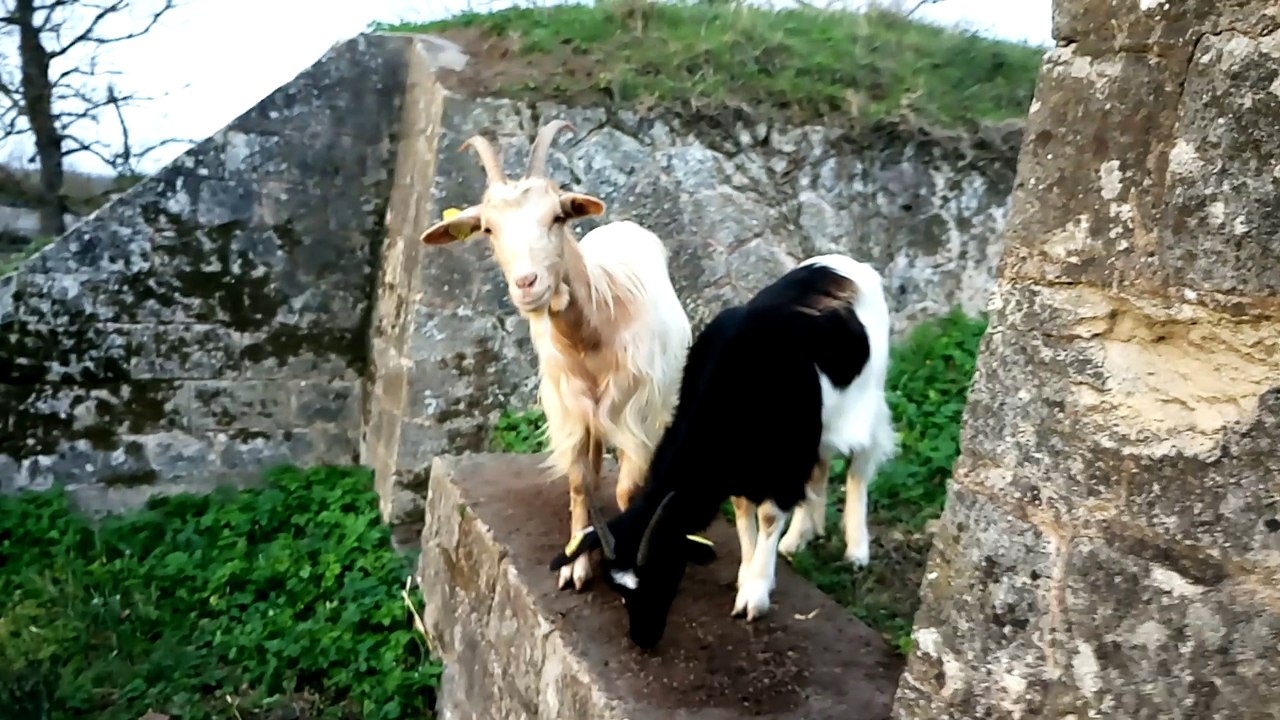 Blaye (33) : quatre nouvelles chèvres à la citadelle