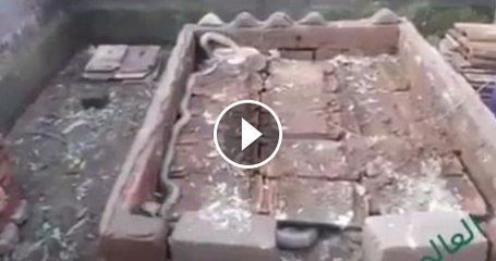 Number of snakes in grave