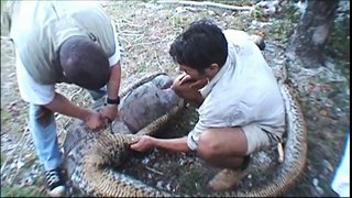 Python Dissection- Boar Eaten Whole! - Ultimate Killers