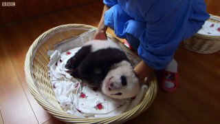 Teaching A Baby Panda To Poo - Panda Babies