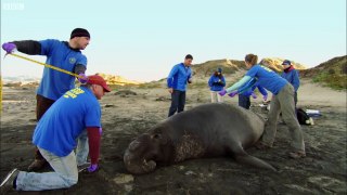 Up Close to Elephant Seals Fighting - Super Giant Animals