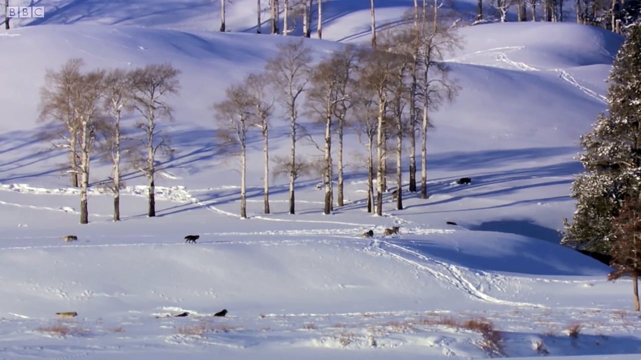 Wolves Unable to Separate After Sex - Animal Attraction