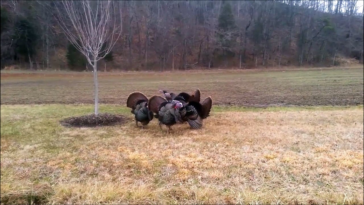 Dindes VS klaxon de voiture