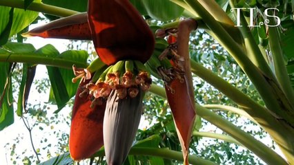 ዕምበባ በነና New Tigrigna Music 2016