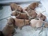 3 1 2 Week Old Golden Retriever Puppies Learning to Bark and Play