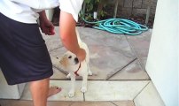 3 month old labrador Retriever Puppy doing tricks