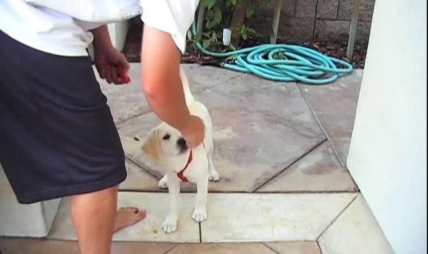 3 month old labrador Retriever Puppy doing tricks