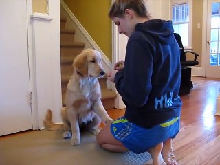 5 Month Old Golden Retriever