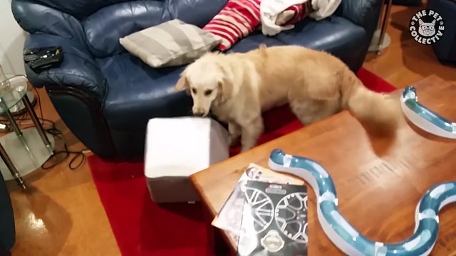 10 Funny Golden Retriever Videos Awesome Golden Retriever Compilation