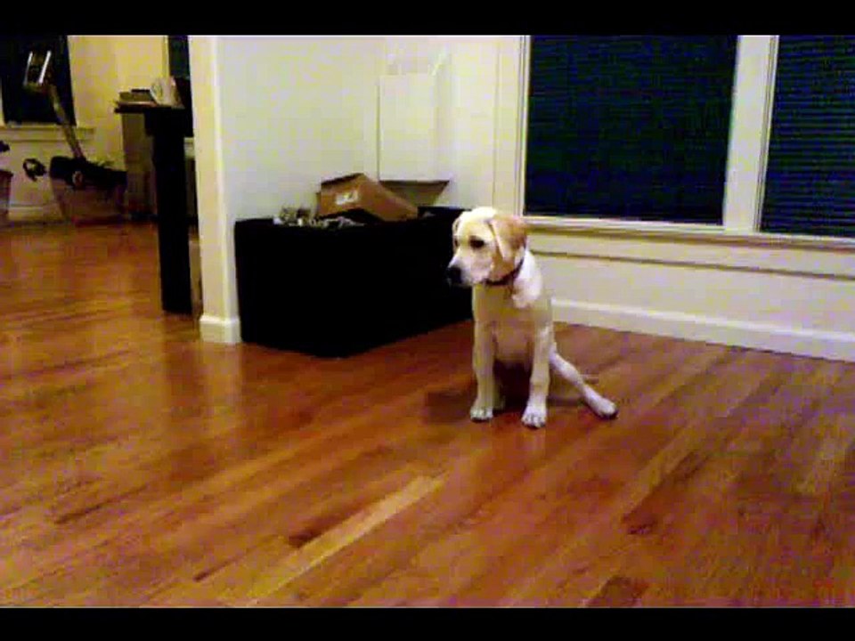 16 week labrador retriever puppy dog training and tricks