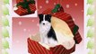 BORDER COLLIE Dog in a Red Gift Box Christmas Ornament New RGBD62