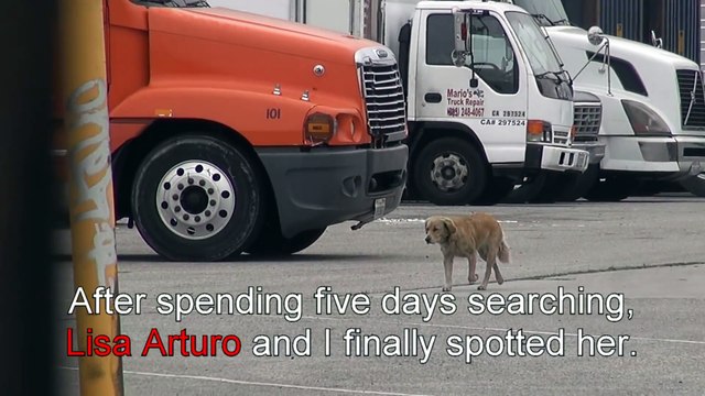 A scared Golden Retriever panics during her rescue. Her reaction once she was saved is amazing!