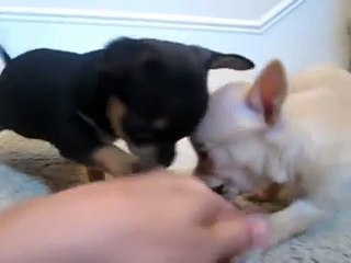 cucciolini cagnolini