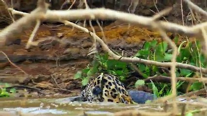 Une bataille spectaculaire entre un jaguar et un caïman