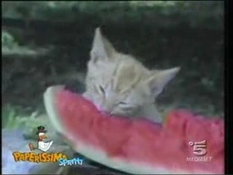 Gatos locos