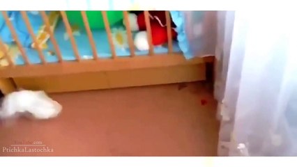 Funny Animals Doing Crazy Things