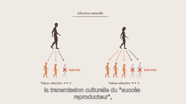 MOOC Les origines de l’Homme, Séquence 6.3. Quand notre culture change notre ADN (part 2)