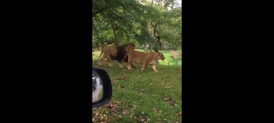 Le bébé vomit quand il voit un lion dans un zoo