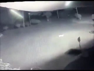 Uyuyan Köpeğe Saldıran Leopar