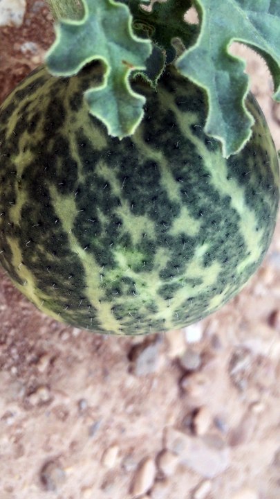 Giant Water melon