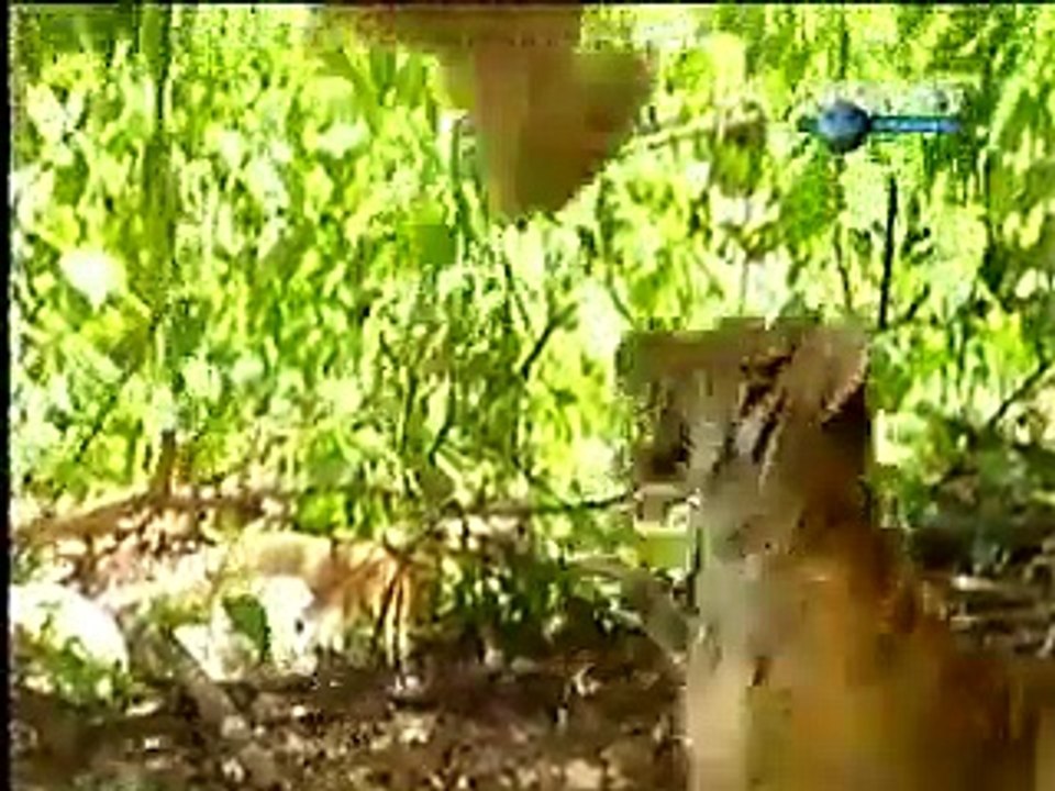 LION WITH MONKEY FIght