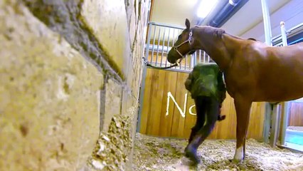 صاحب إسطبل وضع كاميرا لرصد حصانه.. والمفاجئة! والله مخي وقف أنا